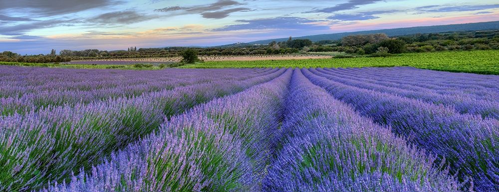 Lavender bloom near Sault in the south of France panoramic art print by Steve Mohlenkamp for $57.95 CAD